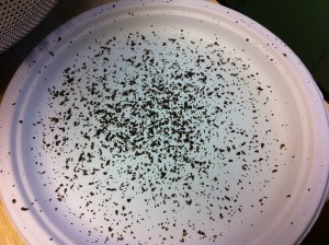 Chaf from coffee beans